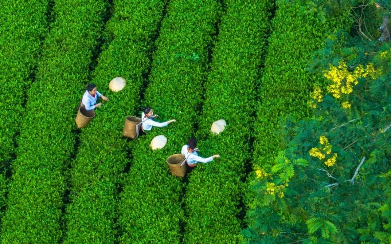 Đất Tổ Phú Thọ – Nơi cội nguồn dân tộc Việt