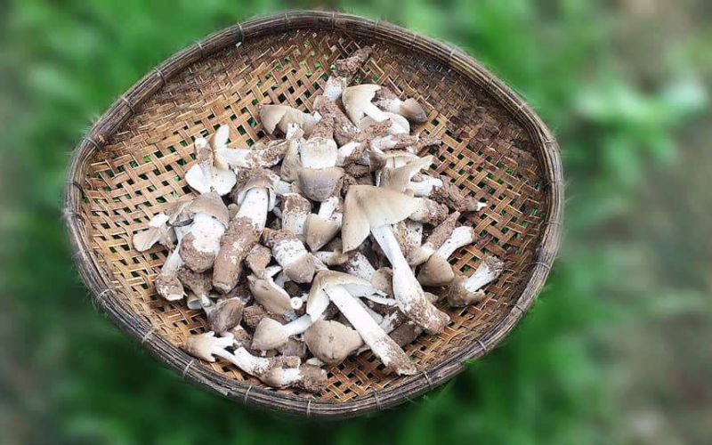 Nấm mối – đặc sản quý hiếm, chỉ có theo mùa