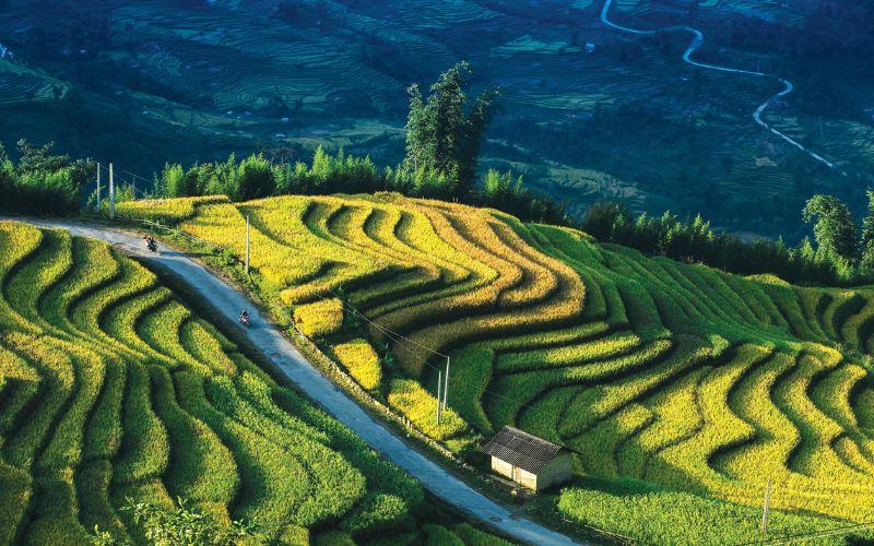 Ruộng bậc thang Y Tý – Vẻ đẹp của mùa lúa chín
