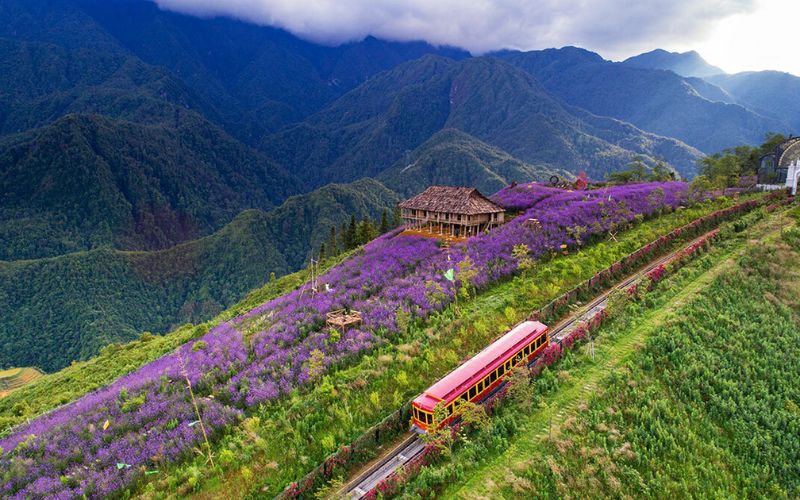 Thung lũng Mường Hoa – Vẻ đẹp lúa xanh, hoa tím