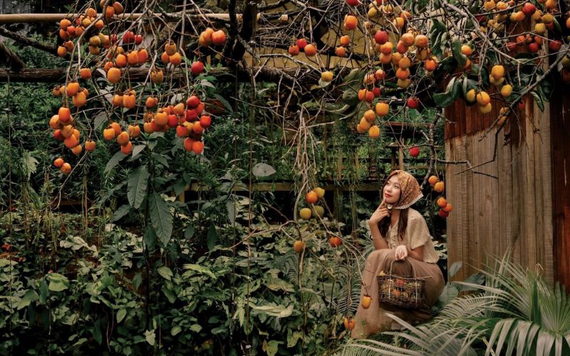 Vườn Hoa Măng Đen – Việt Úc Flower Garden – Vẻ đẹp ngọt ngào giữa núi rừng