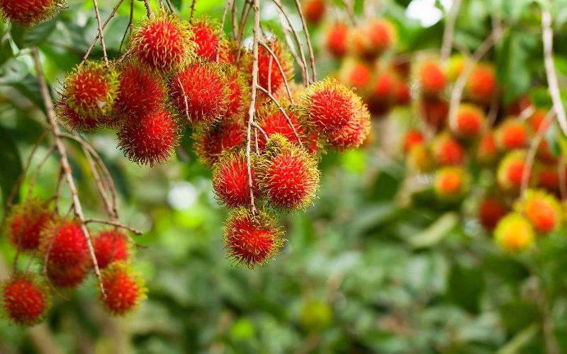 Vườn trái cây Long Khánh – thiên đường mùa hè