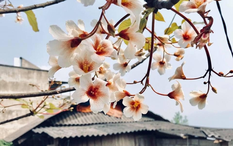 Du lịch Hà Giang tháng 4
